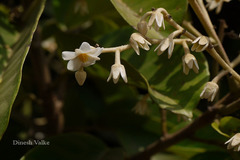 Vateria indica
